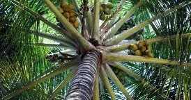 T20 Googlies On COVID-19!