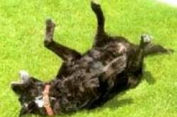 TEACH YOUR PUPPY A TRICK -7