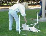 TEACH YOUR PUPPY A TRICK-8