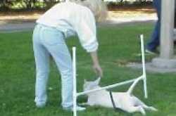 TEACH YOUR PUPPY A TRICK-8