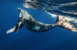 TEENS why you should stay away from this BLUE WHALE