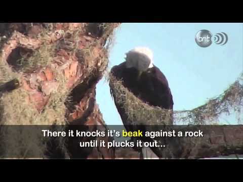 THE EAGLE REBIRTH TALE: AN INSPIRING LIE?