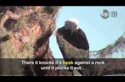 THE EAGLE REBIRTH TALE: AN INSPIRING LIE?