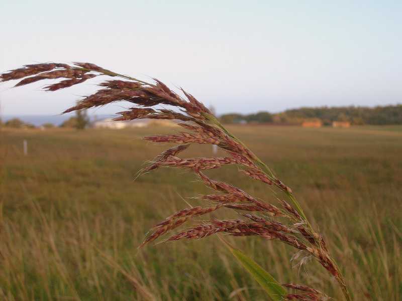 TOP  10 BENEFITS OF WHEAT GRASS