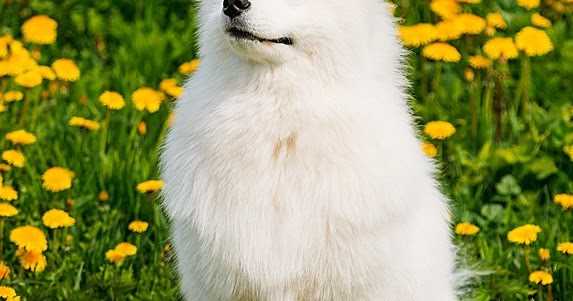 TOP 10 THINGS YOU SHOULD KNOW BEFORE ADOPTING A DOG