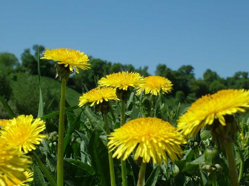 TOP HEALTH BENEFITS  OF  DANDELION  PLANT