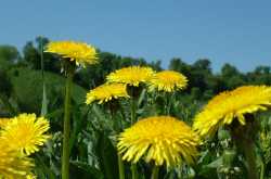 TOP HEALTH BENEFITS  OF  DANDELION  PLANT