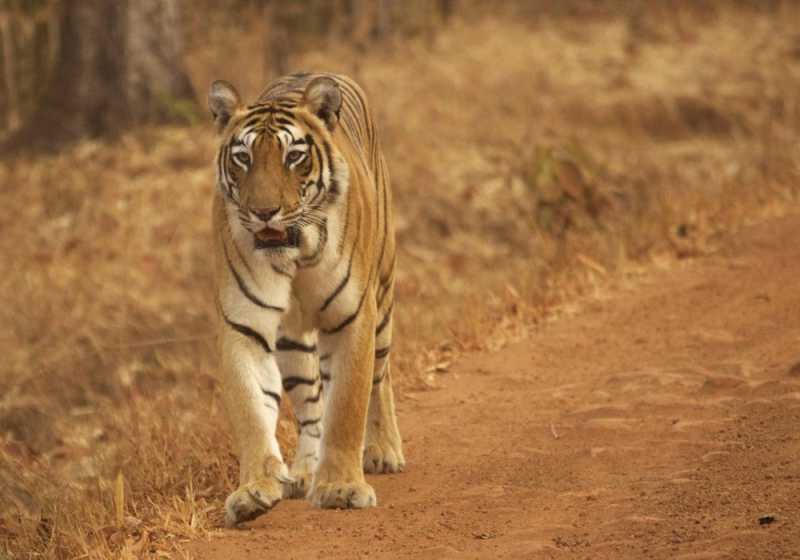Tadoba Diaries - At Work With Tiger Mother Choti Tara
