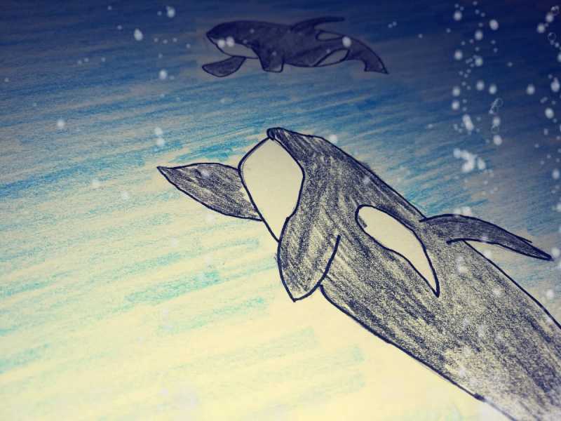 Tahlequah- We Are So Sorry! Story Of A Southern Resident Killer Whale