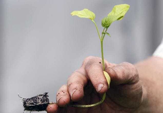 Take Environmental Safeguards Before Implementing Projects: Governor