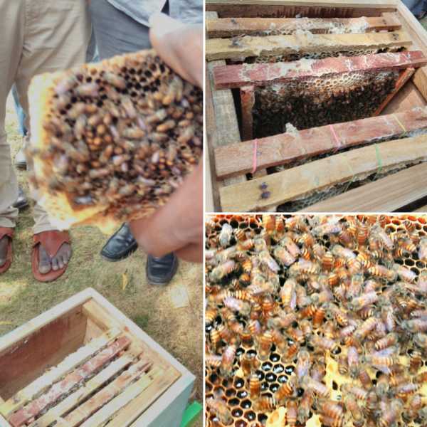 Taking Travel Inspiration From Busy Bees