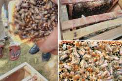 Taking travel inspiration from busy bees