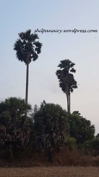 Tal Palm #ThursdayTreeLove