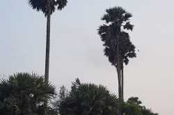 Tal Palm #ThursdayTreeLove