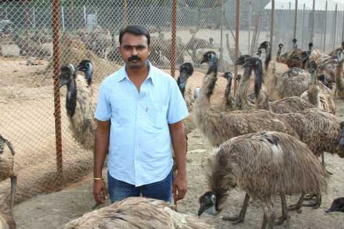Tamil Nadu Emu Scams And Its Aftermath