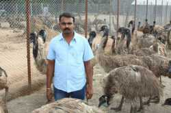 Tamil Nadu Emu Scams and its aftermath