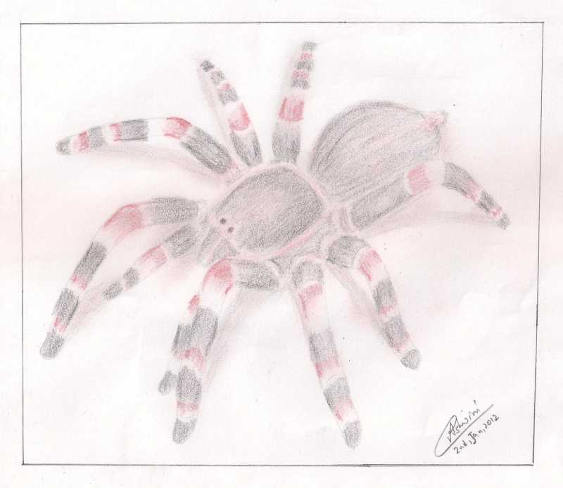 Tarantula - My Drawing