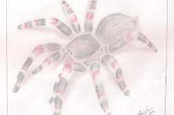 Tarantula - My Drawing