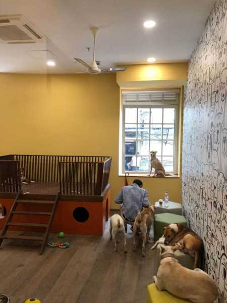 Tata Group Now Has A Kennel For Stray Dogs At Their HQ