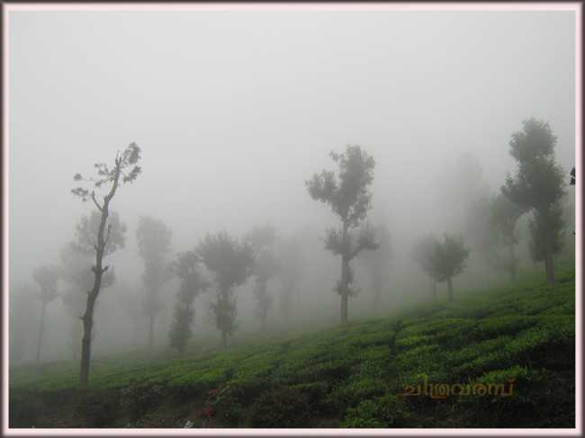 Tea Gardens Of Valpara