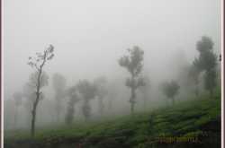 Tea Gardens Of Valpara