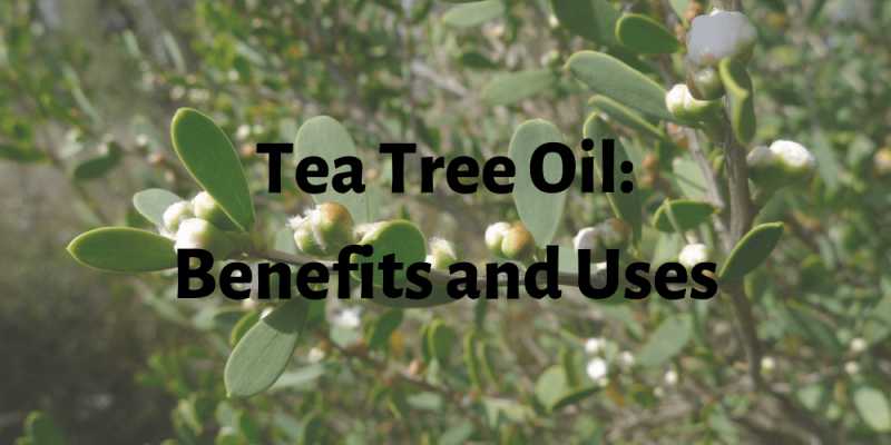 Tea Tree Oil- Benefits And Uses For Hair, Skin And Health