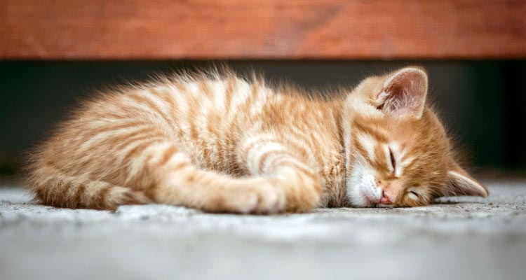 Tea Tree Oil For Fleas - How To Kill Fleas On Your Pets Naturally