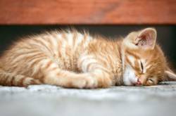 Tea Tree Oil For Fleas - How To Kill Fleas On Your Pets Naturally