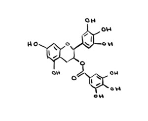 Tea, And Why You Should Drink It