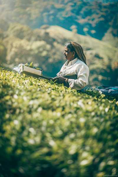 Tea Estate Worker, Top Station