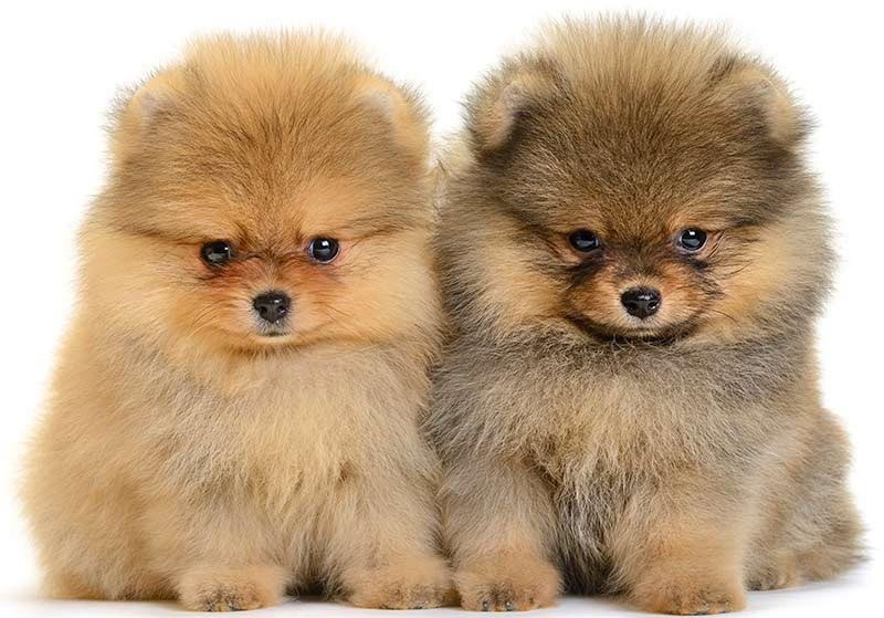 Teddy Bear Puppies - All You Need To Know About Them