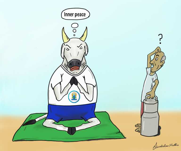 Teekhi Toon: Agitated By Beef Ban Issue, Cows Start Doing Yoga