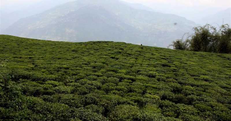 Temi Tea Garden, Ravangla