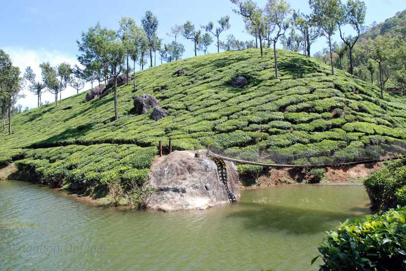 Ten Things Not To Be Missed While In Munnar