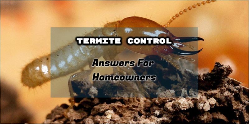 Termites Control : Common Questions Asked By Homeowners