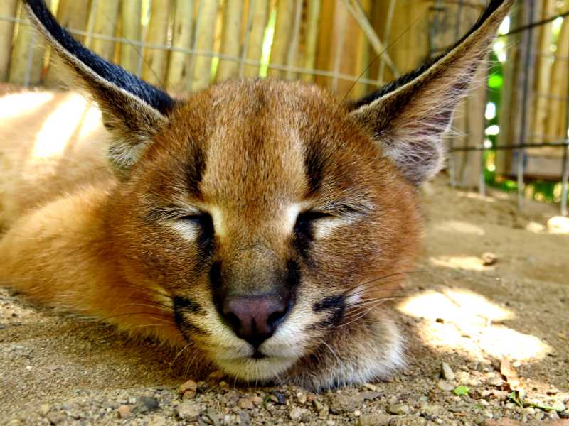 Terrific Tuesday Trials: Candid Capture