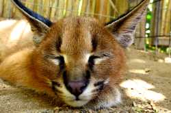 Terrific Tuesday Trials: Candid Capture