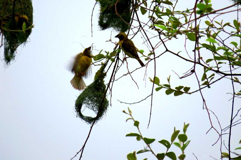 Terrific Tuesday Trials: Industrious