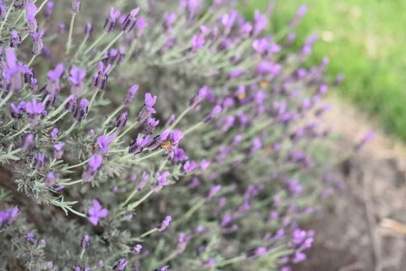 Texas Lavender Fields : Why Go To Provence When You Can Find Them Right Here?