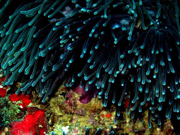 Thailand-Great Ocean Adventures