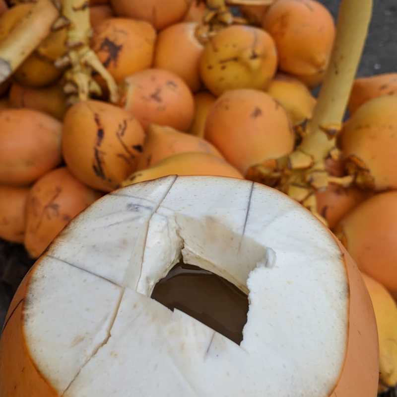 Thambili - Bright Orange Srilankan Coconuts
