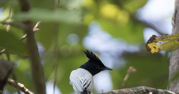 Thattekad Bird Sanctuary--Part 1