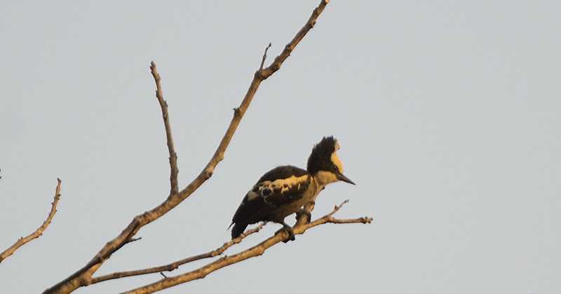 Thattekad Bird Sanctuary--Part III