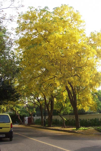 Thayir Sadam - Curd Rice