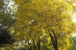 Thayir Sadam - Curd Rice