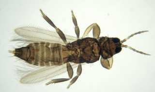 Thaysanoptera
