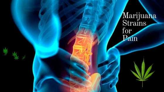 The 10 Best Marijuana Strains For Pain Relief