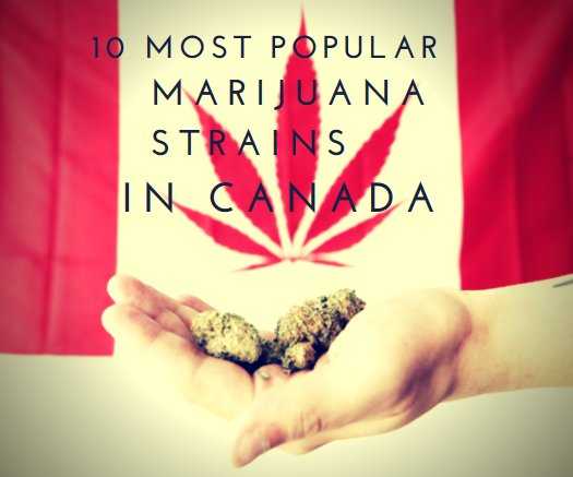 The 10 Most Popular Marijuana Strains In Canada
