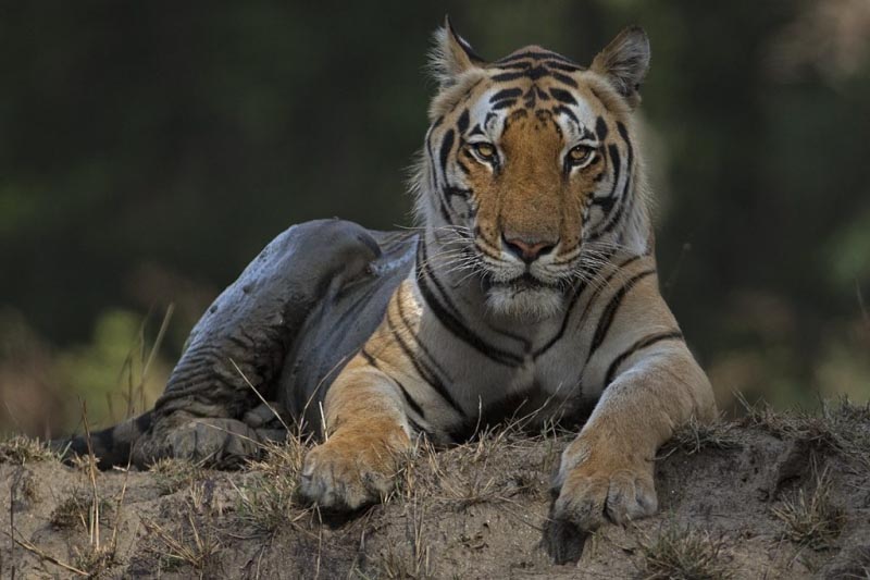 The 50th | Blog By Sandeep Mall | Faridabad, India | Wildlife Photographer | Entrepreneur | Blogger |fitness Expert| Www.sandeepmall.com