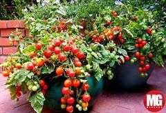 The 8 Best Gardening Tips And Tricks For Beginners